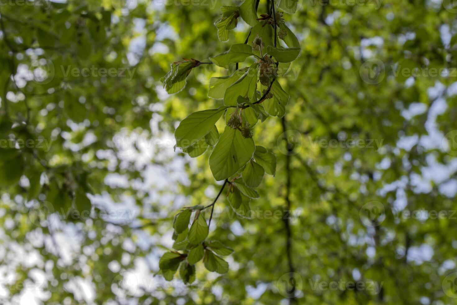 Fagus Sylvatica Pendula Tree At Amsterdam The Netherlands 26-4-2020 photo