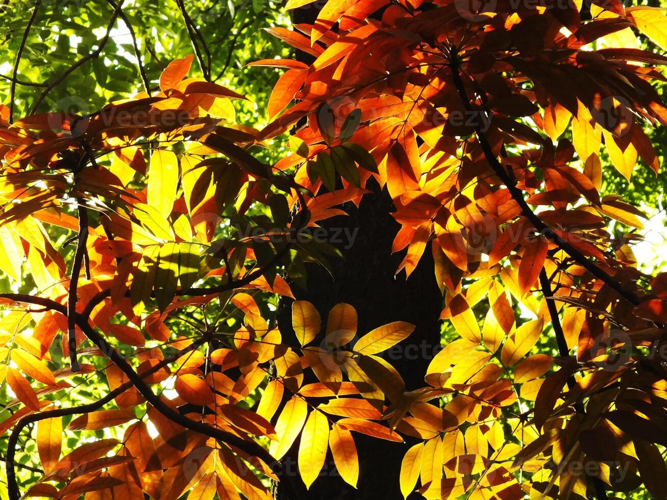 The leaves of a tree are yellow and the sunlight is shining through the branches. Concept of warmth and tranquility, as the bright colors of the leaves contrast with the green of the tree photo
