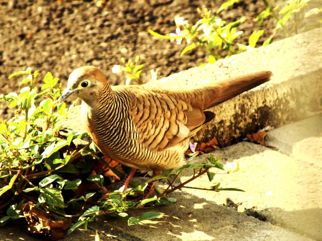 A wild zebra dove bird or geopella striata is walking on a sidewalk. The bird is brown and has a black beak photo
