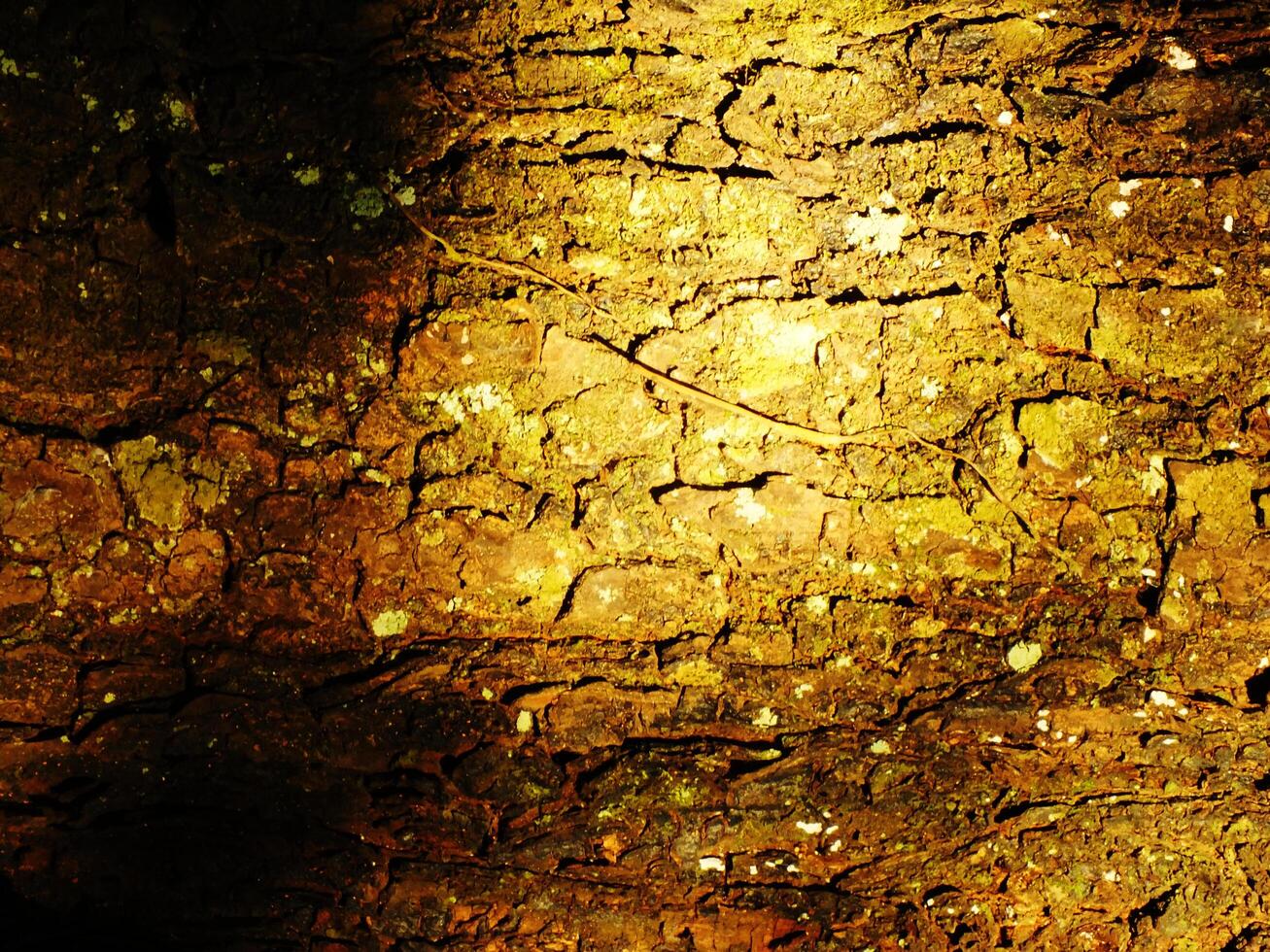 The bark of a tree is covered in moss and has a brownish color. The texture of the bark is rough and uneven, with some areas appearing to be slightly raised. Scene is somewhat sober and natural photo