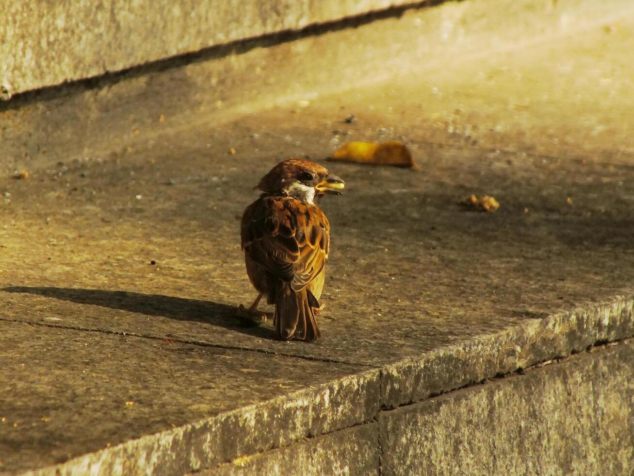 A house sparrow bird or passer domesticus is walking on a concrete ledge. The bird is eating a seeds and looking down at the ground photo