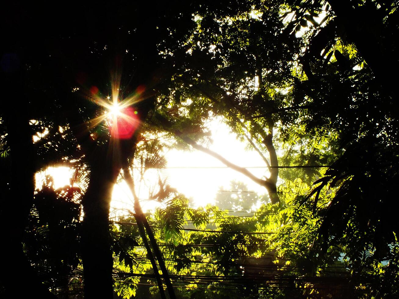 A tree with a sun shining through it. The sun is bright and the tree is full of leaves photo