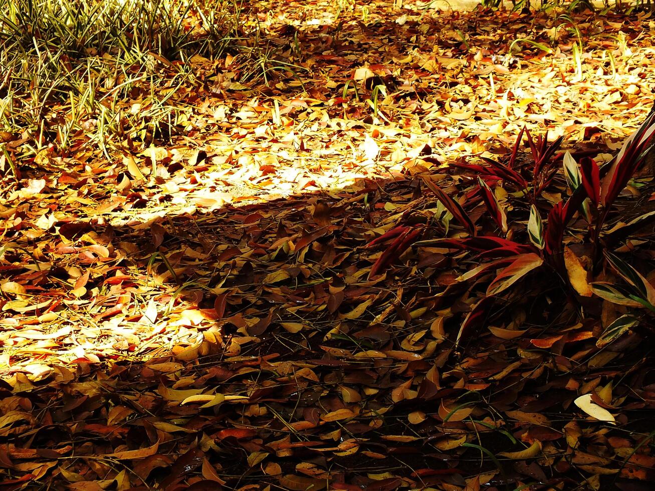 A pile of dried leaves on the ground with a bright orange color. The leaves are scattered all over the ground, creating a colorful and vibrant scene photo