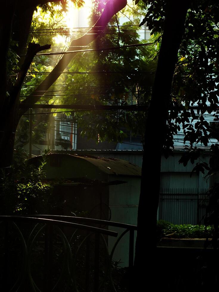 The dawn at the city park. A tree with a wire above it and a building in the background. The sun is shining through the leaves. photo