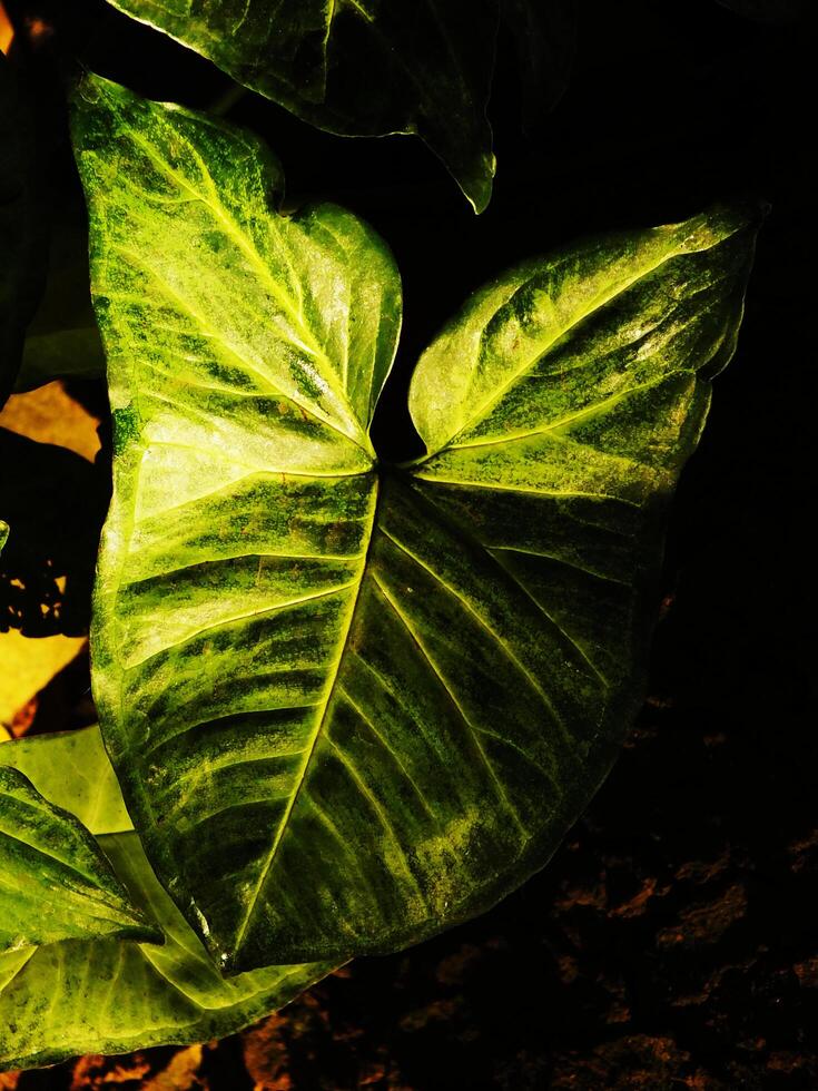 leaf of arrowhead plant or Syngonium. The leaves are large and spread out, with some overlapping each other. The plant is in the shade, and the sunlight is casting a shadow on the leaves photo