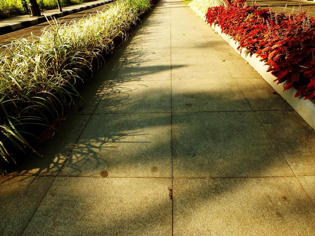 A walkway with a row of plants on either side. The plants are green and red. The walkway is made of concrete and has a shadow on it photo