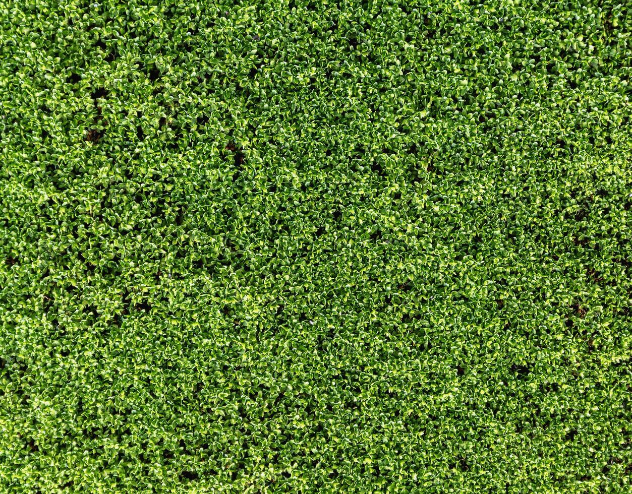 Green moss on cement wall photo