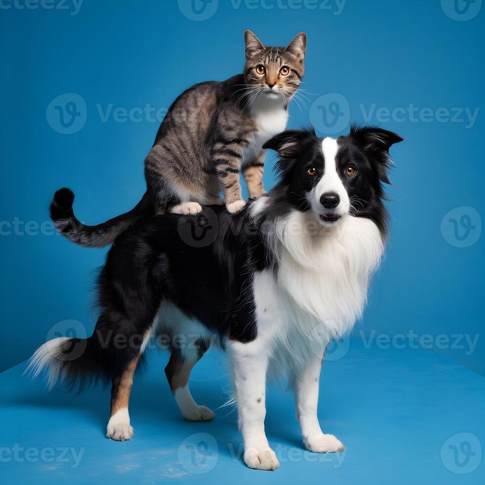 Tabby cat perches atop black and white dog against vibrant blue background For Social Media Post Size photo
