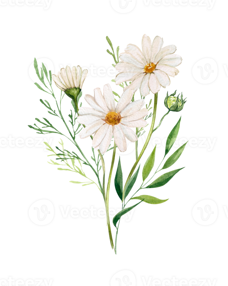 Watercolor composition with chamomile flowers and green plants. Botanical illustration of a bouquet of daisy buds and greenery, herbs. Design of greeting cards, invitations. png