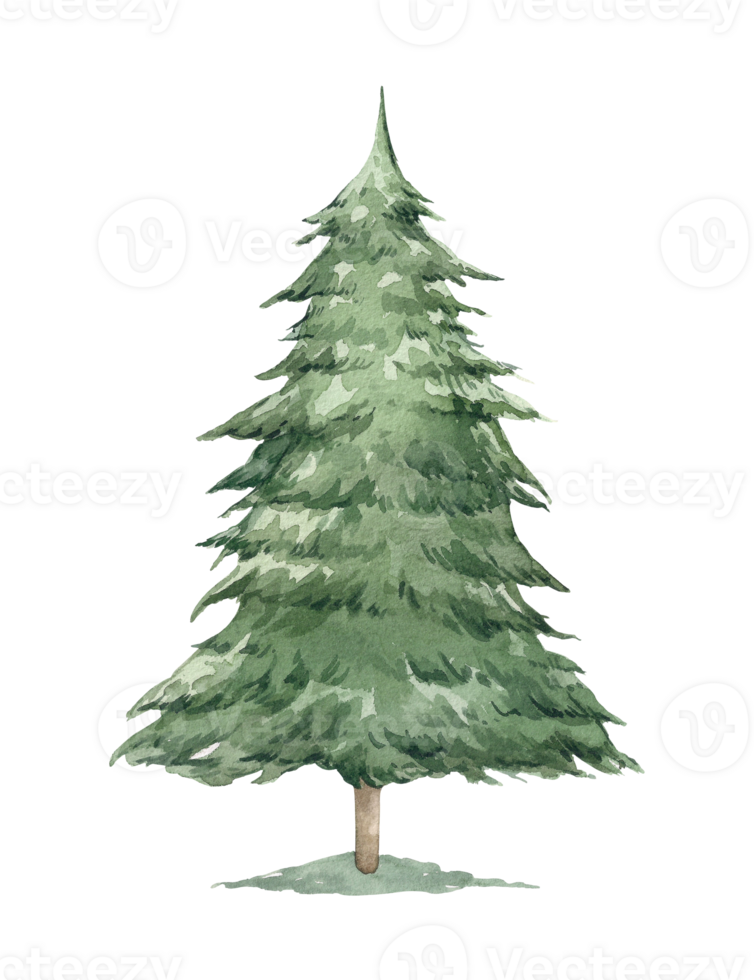 Watercolor Christmas tree isolated on white background. Hand drawn illustration sketch. Christmas and New Year design. Wild forest tree. png