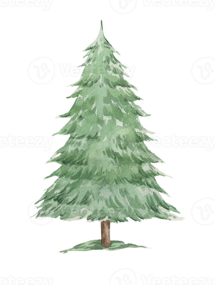 Watercolor Christmas tree isolated on white background. Hand drawn illustration sketch. Christmas and New Year design. Wild forest tree. png