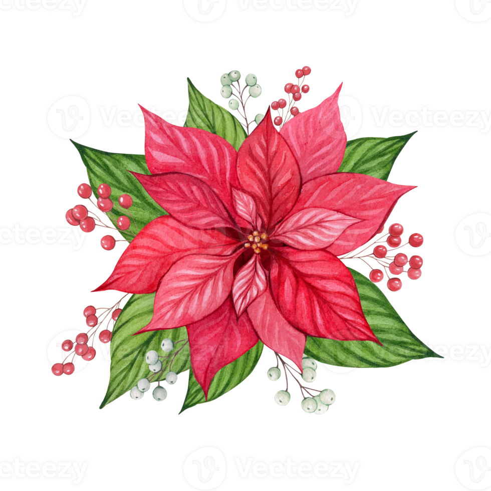 Watercolor composition with poinsettia flower, leaves and berries. Red flower Christmas star. Festive Christmas illustration for design of invitations, greetings and postcards. png