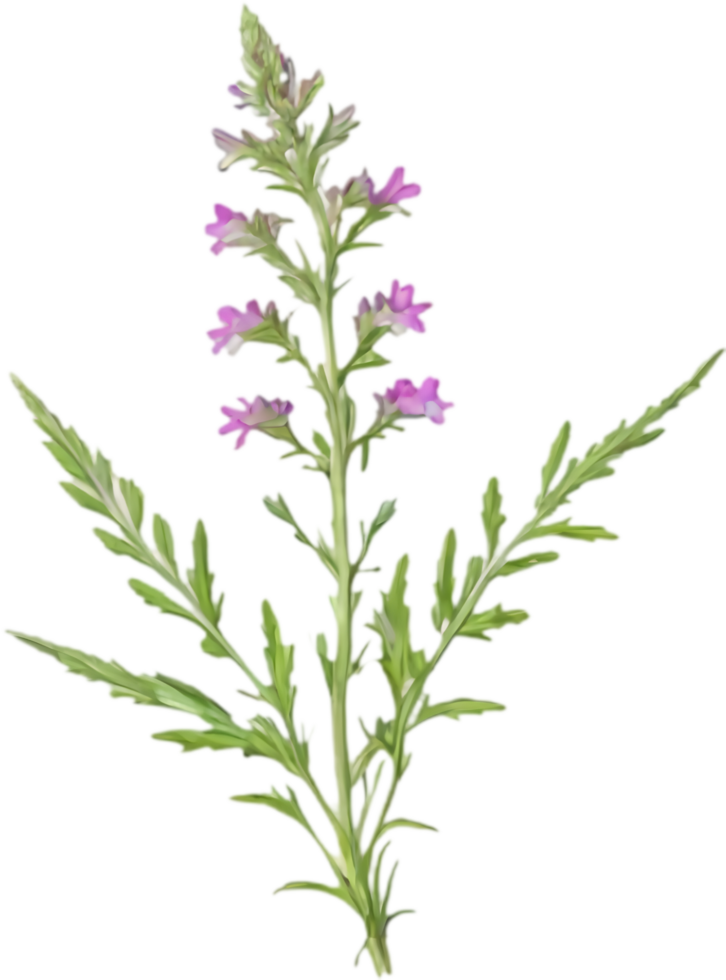Southwestern Mock Vervain Flower Graphics for Blogs. . png