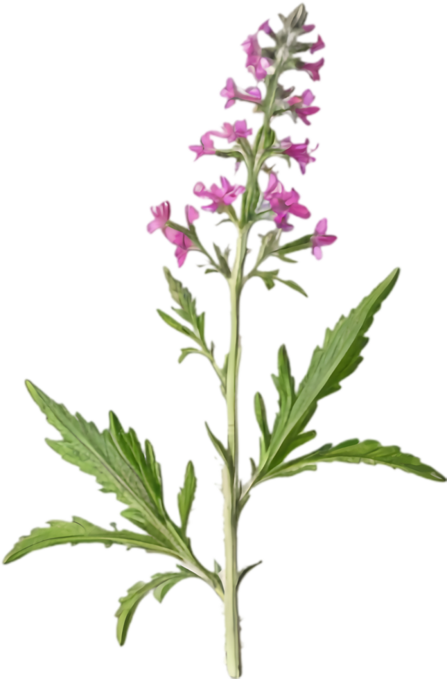 Unique Mock Vervain Flower Clipart for Invitations. . png