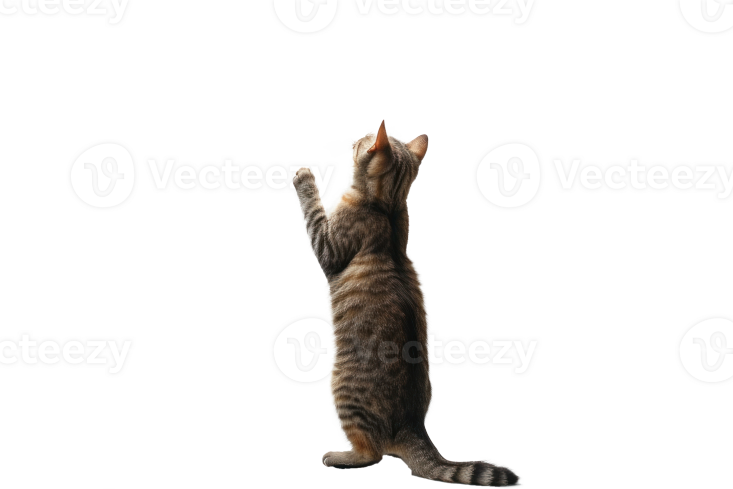 cat standing up and looking up at something png