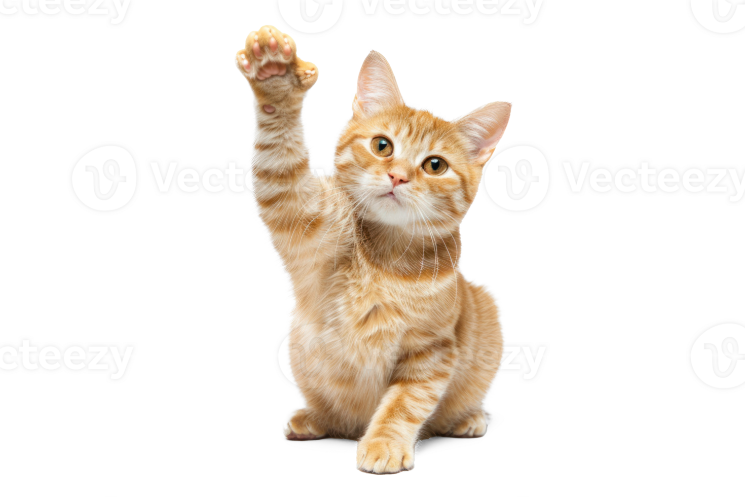 an orange cat is reaching up to the sky png