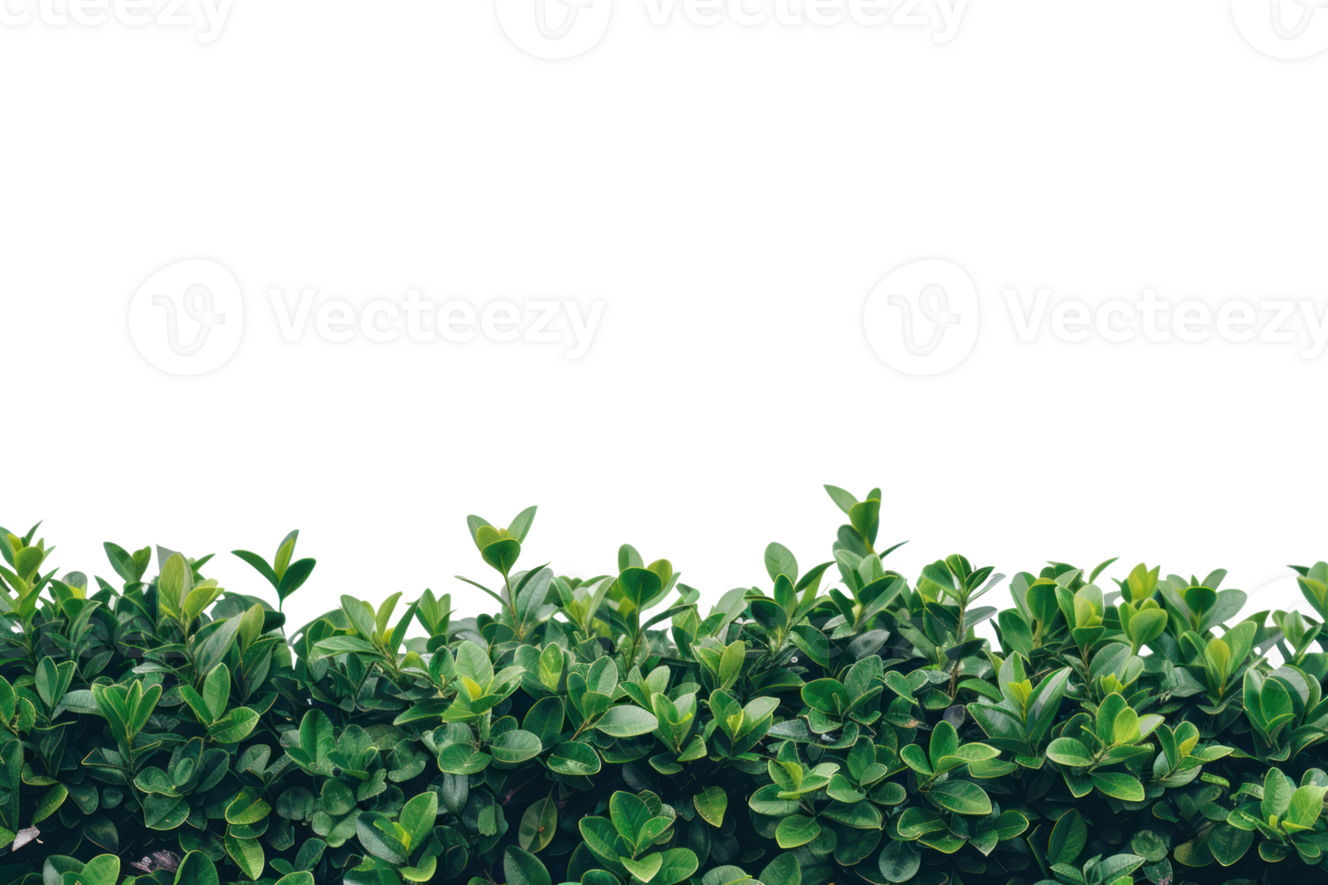 green hedge on transparent background png