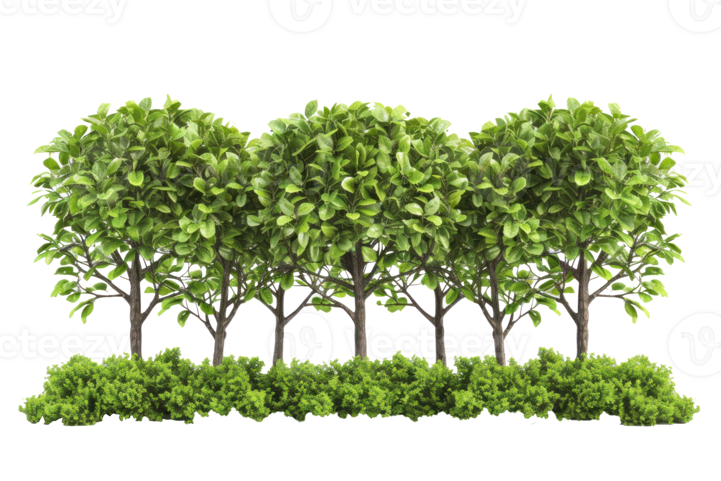 a group of trees on a transparent background png