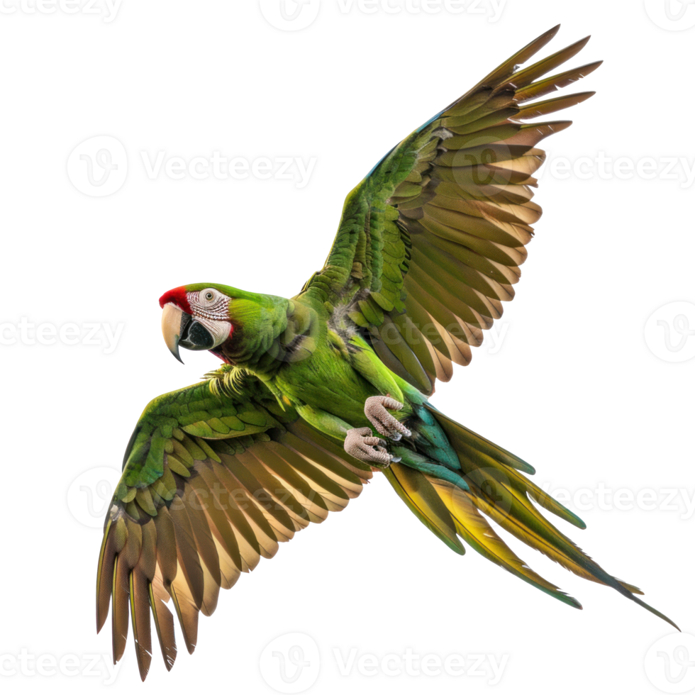 a green parrot flying in the air on a transparent background png