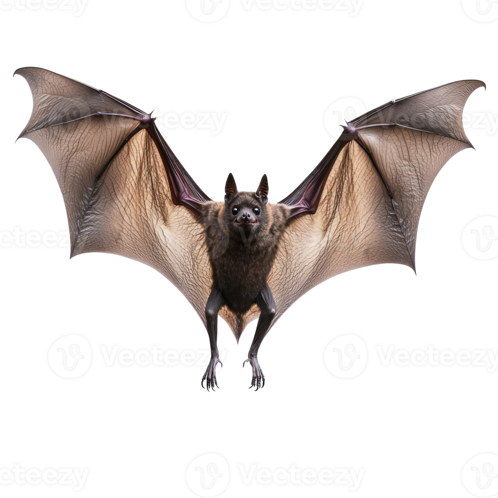 a bat flying on a transparent background png