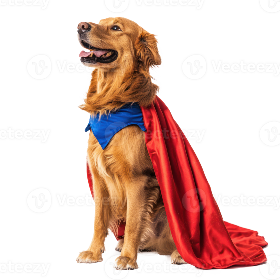 a golden retriever dressed as a superhero png