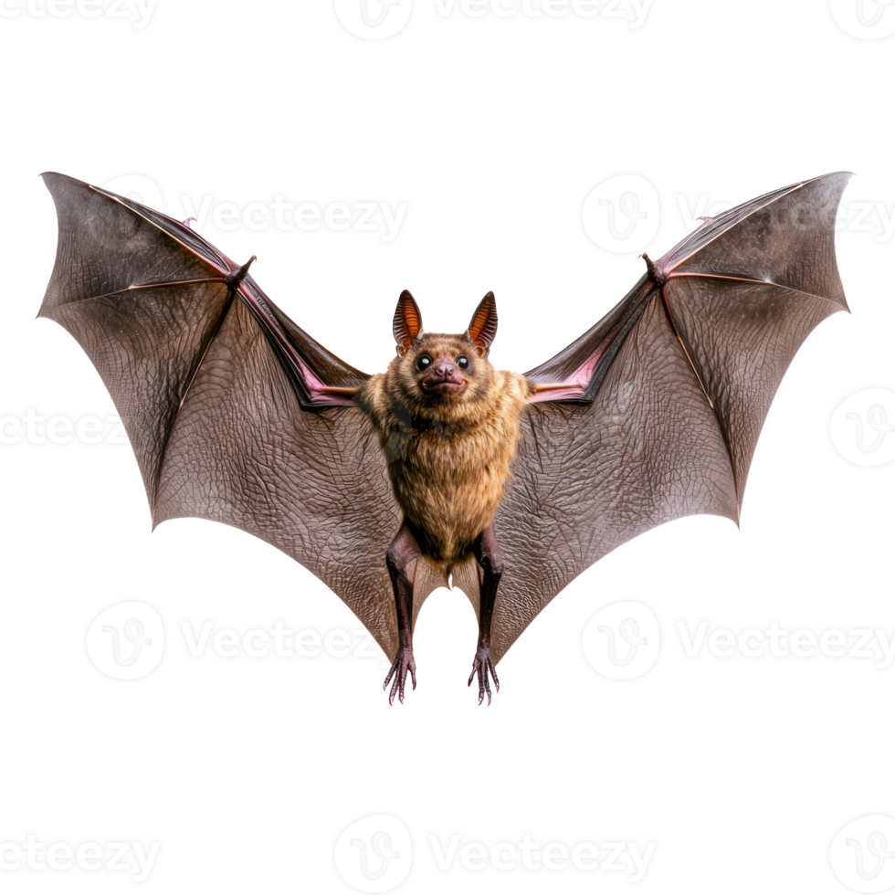 a bat flying on a transparent background png
