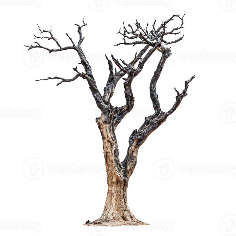 a dead tree on a white background png