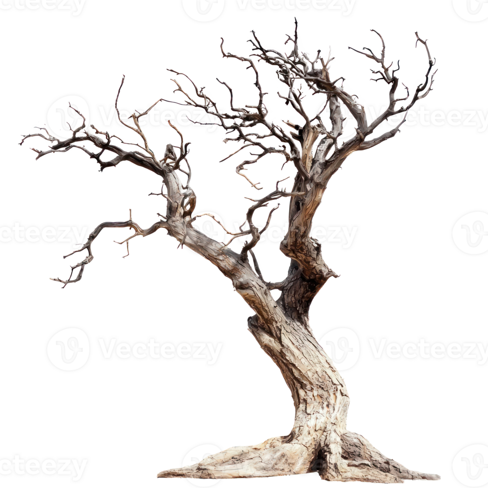 a dead tree on a white background png