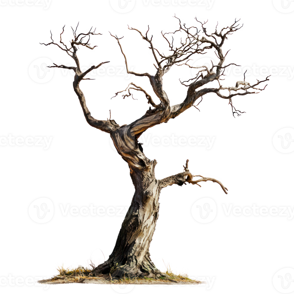 dead tree on white background isolate on transparency background png