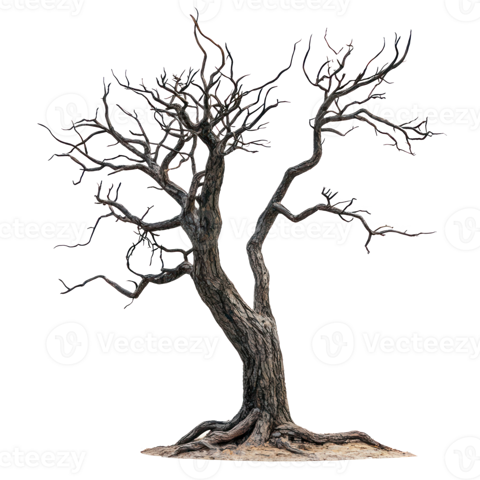 a dead tree on a white background png