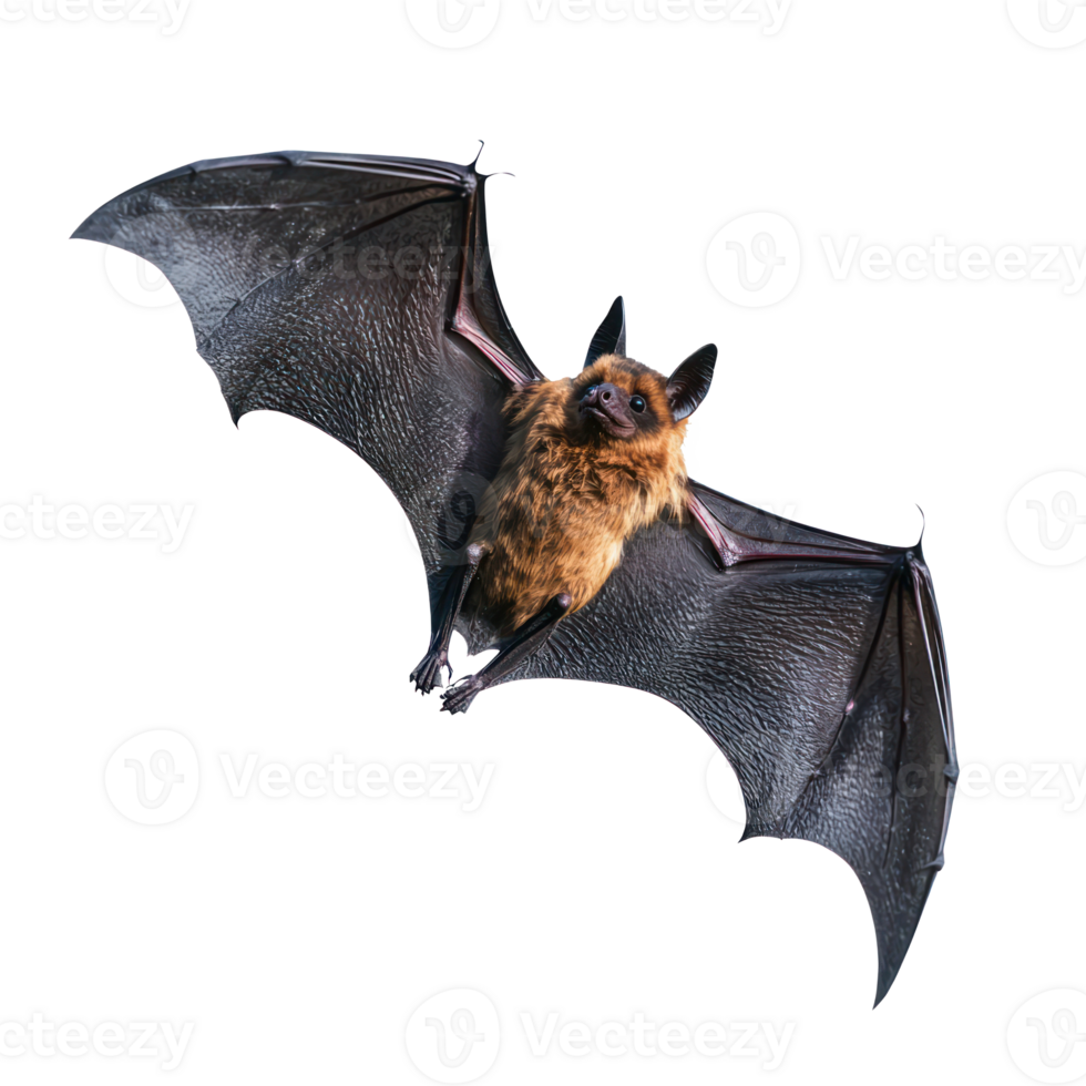 a bat flying on a transparent background png