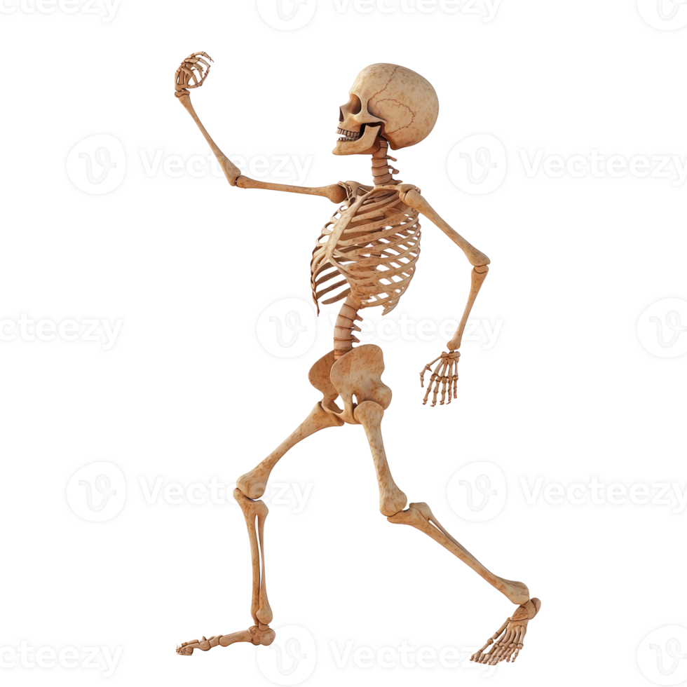 a skeleton is walking on a transparent background png