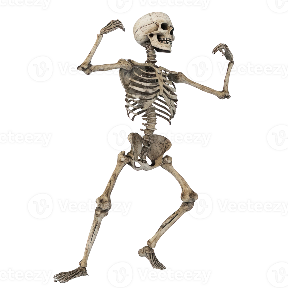 a skeleton is standing on a transparent background png