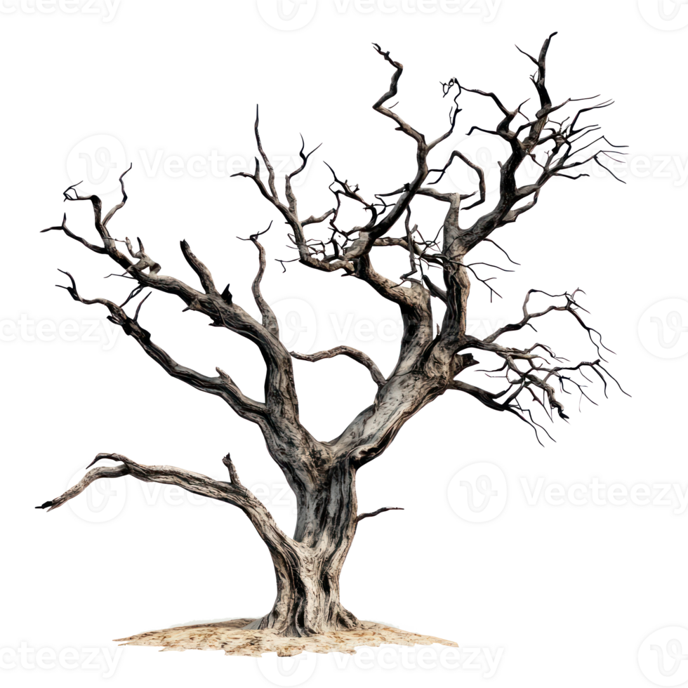 dead tree on a white background png