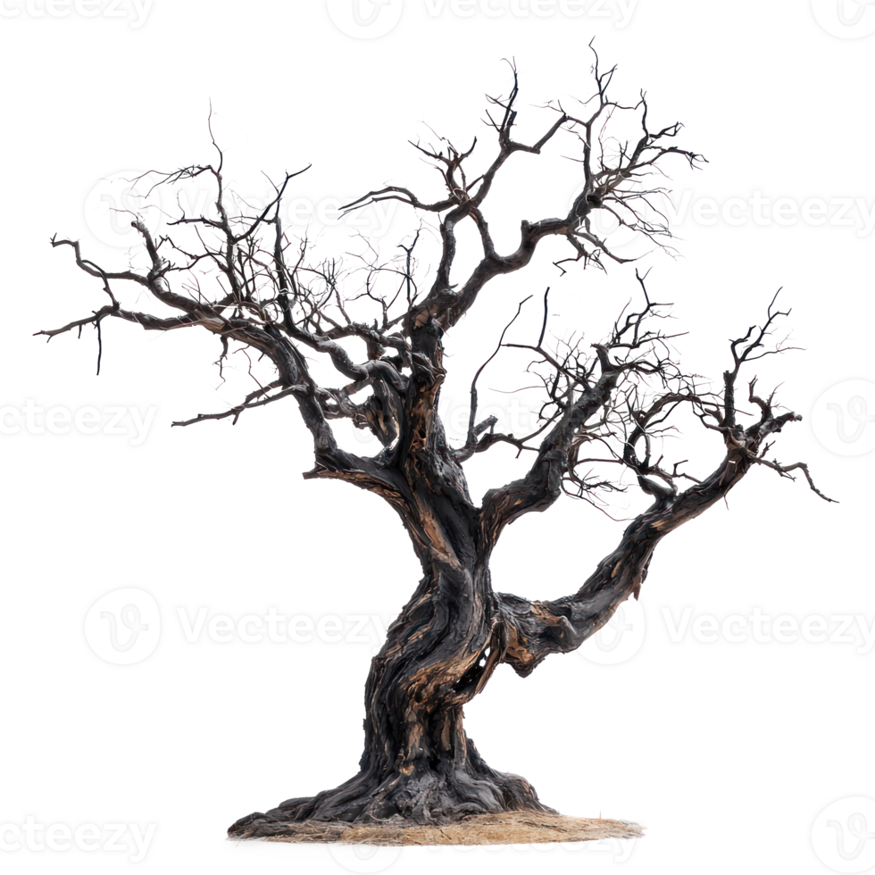 a dead tree on a white background png