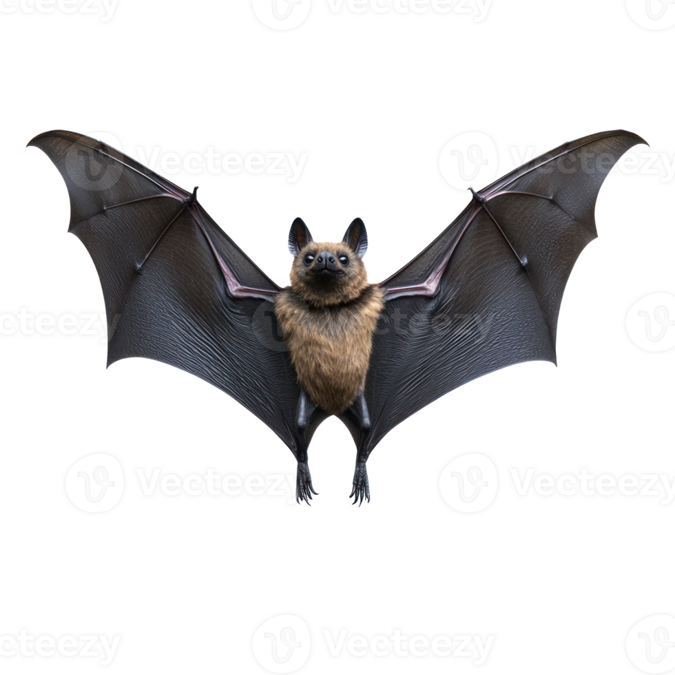 bat flying on transparent background png