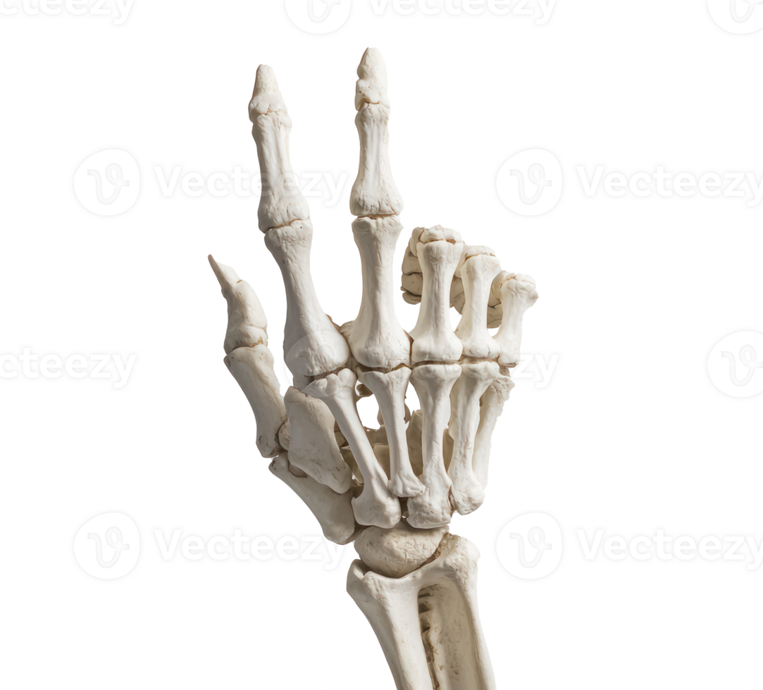 Skeleton hand with Peace gesture isolate on transparency background png