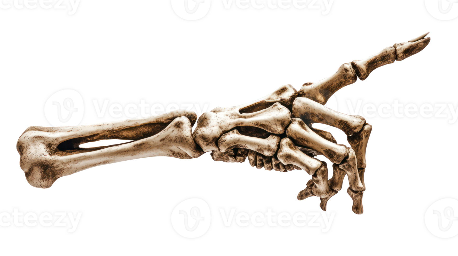 a hand with a skeleton hand pointing at something png