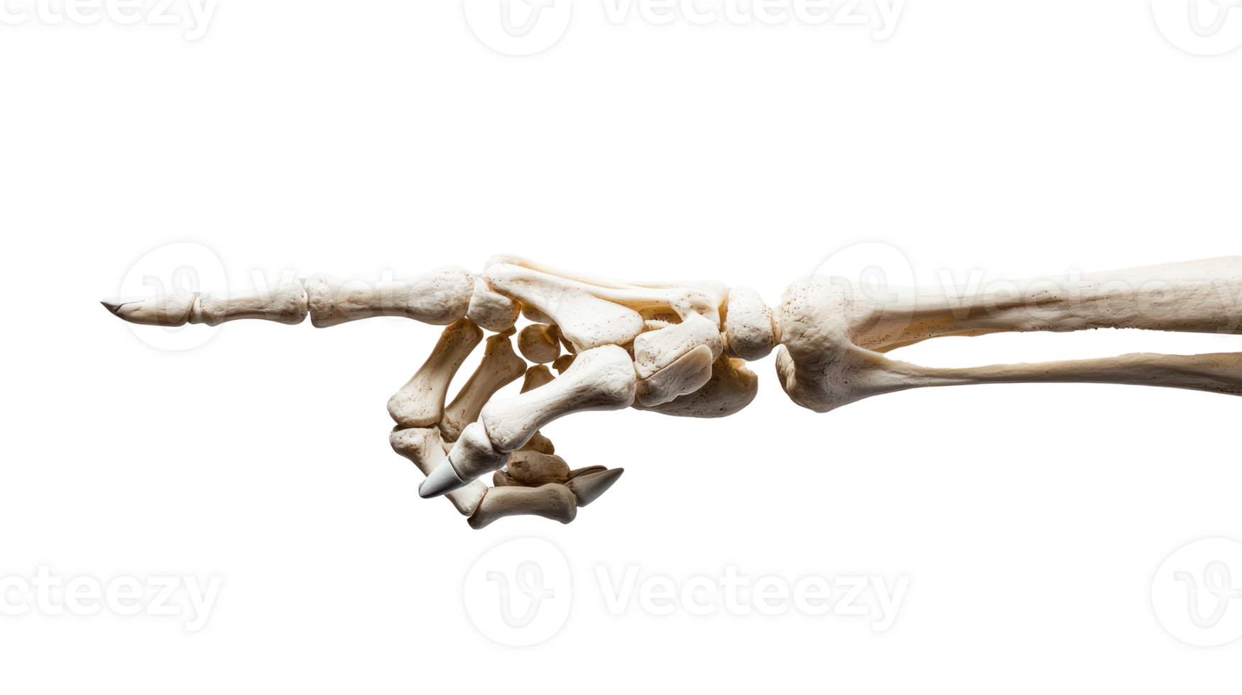 Skeleton hand pointing isolate on transparency background png
