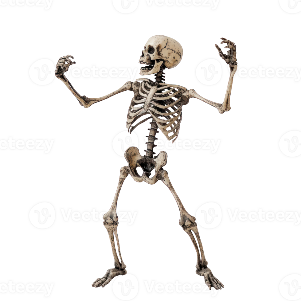 Skeleton dance isolate on transparency background png
