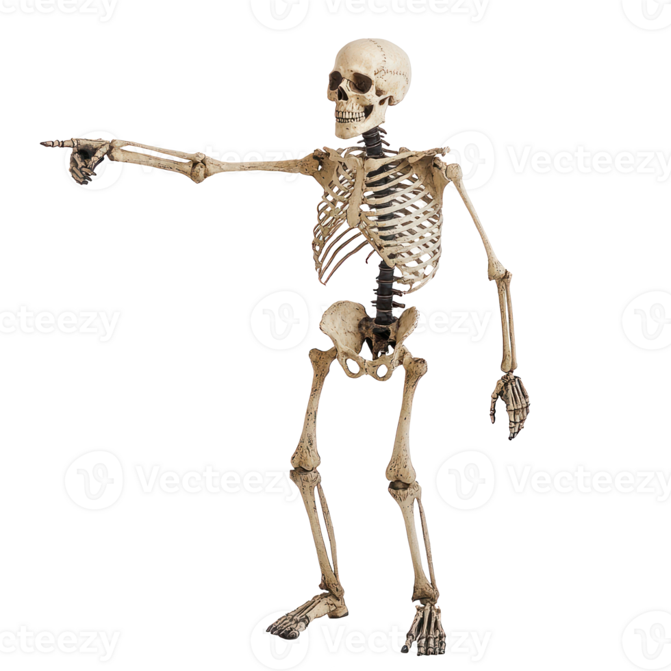 a skeleton pointing at something on a transparent background png