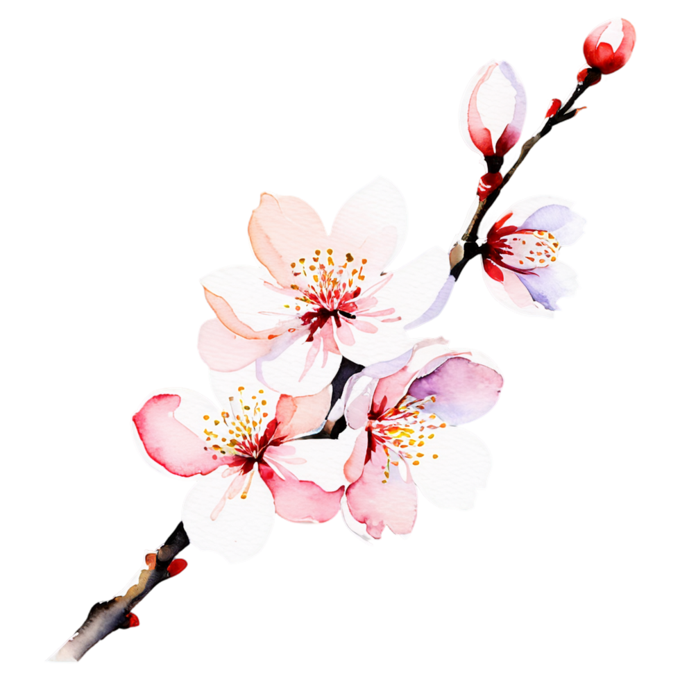 A branch of cherry blossoms is on a black background png
