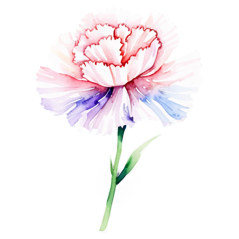 A watercolor painting of a pink and blue carnation png