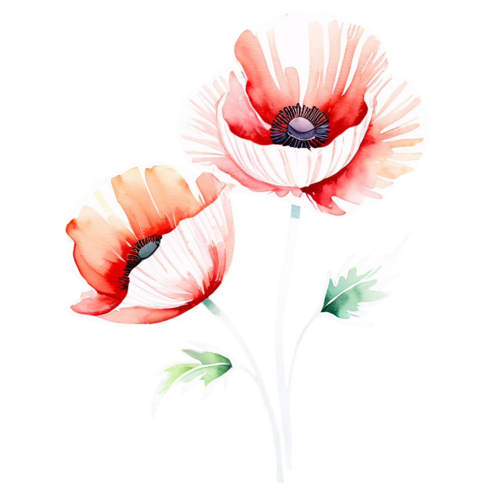 Aquarell Mohn Blumen auf schwarz Hintergrund 50173736 PNG