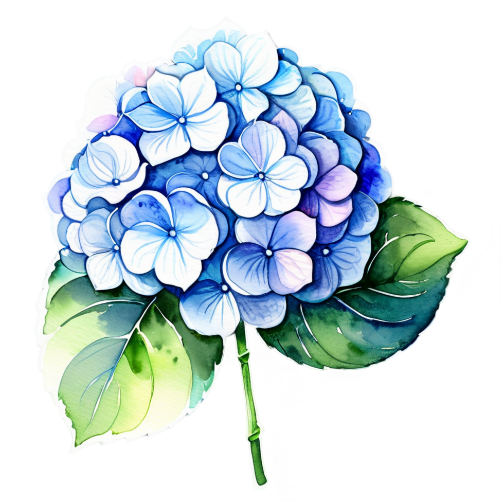 Blue hydrangea watercolor clipart png