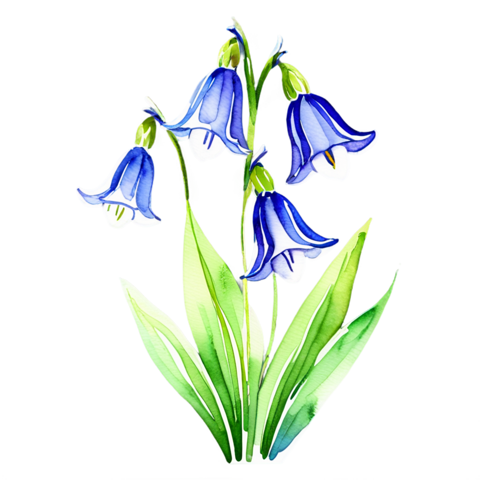 Bluebells watercolor clipart png
