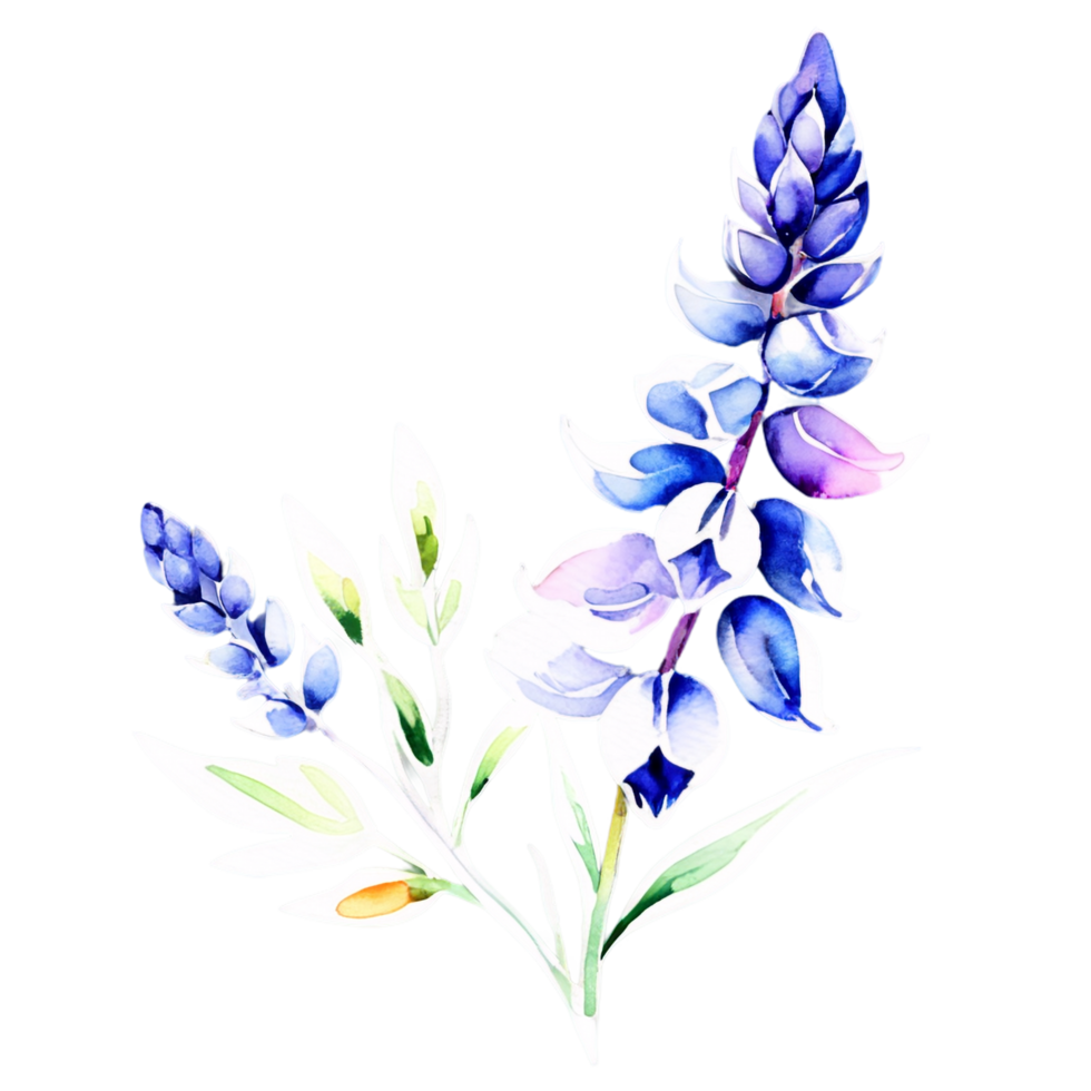 Watercolor lupine flowers on black background png
