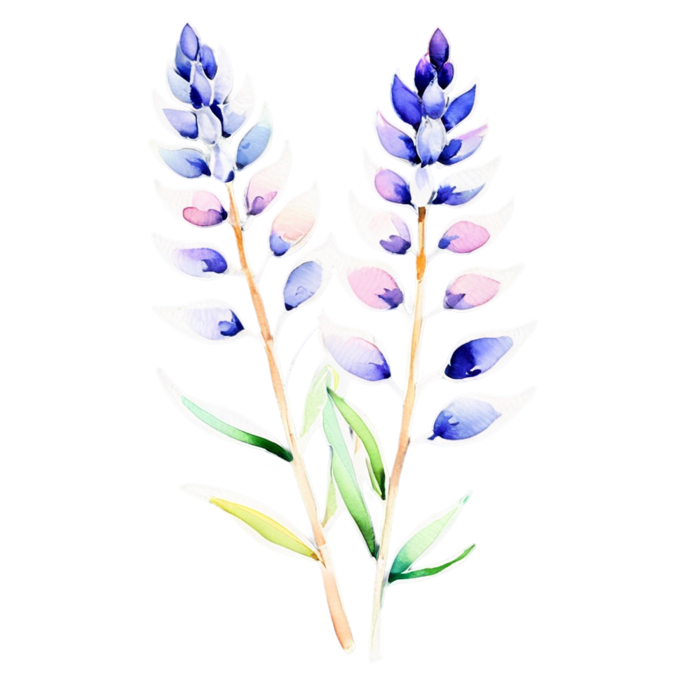 Watercolor lupine flowers on black background png