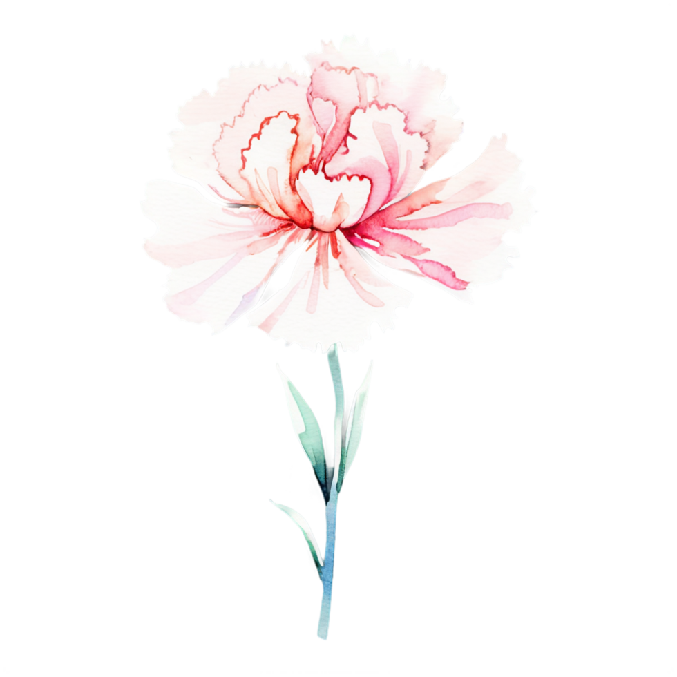 A watercolor painting of a pink carnation png
