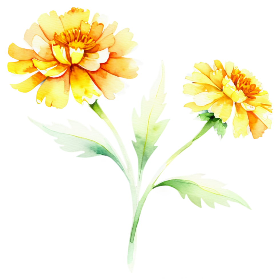 Two yellow flowers are shown on a black background png